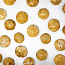 FOSSIL SAND DOLLAR