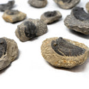 HOLLARDOPS TRILOBITE