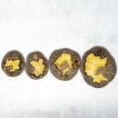 SEPTARIAN NODULE SLAB