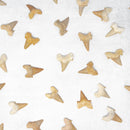 SHARK TOOTH